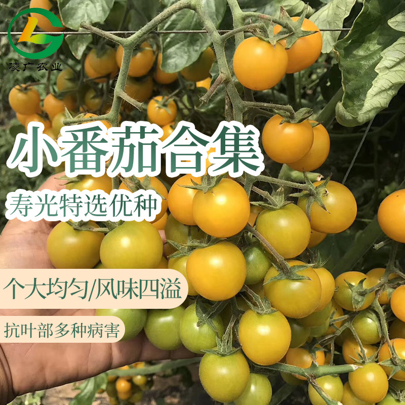 圣女果种子 浙樱粉一号粉色小番茄籽种 绿色 黄色 红色 樱桃番茄