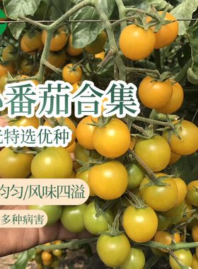 圣女果种子 浙樱粉一号粉色小番茄籽种 绿色 黄色 红色 樱桃番茄