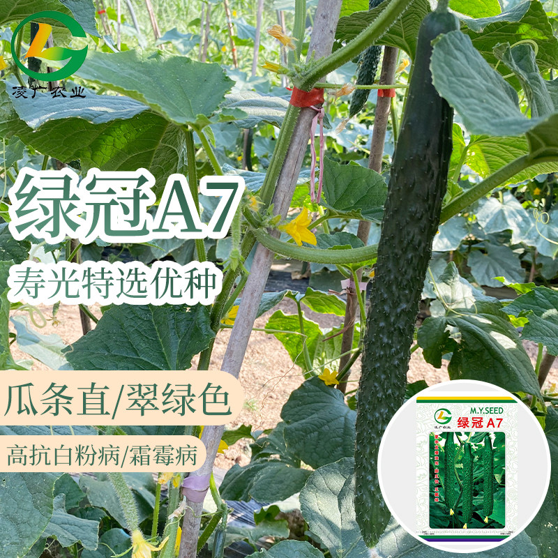 黄瓜籽种耐热绿冠A7黄瓜种子绿瓤露地油亮夏秋种子不嫁接抗病高产