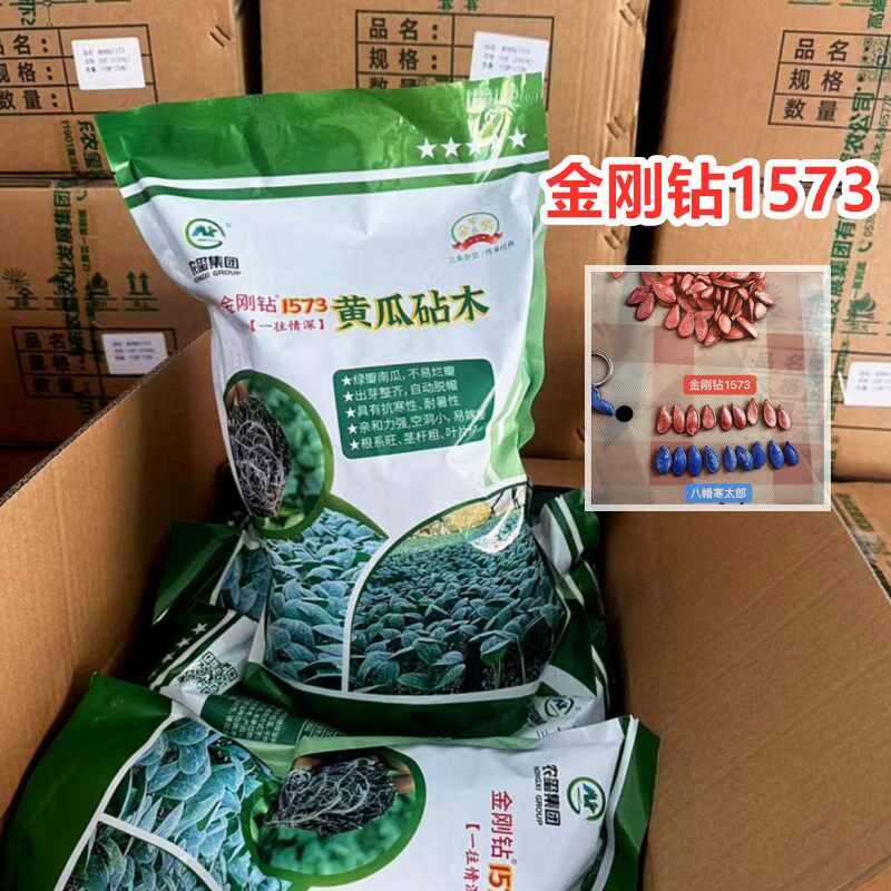 金刚钻1573 嫁接黄瓜砧木 耐寒耐热 优良高产
