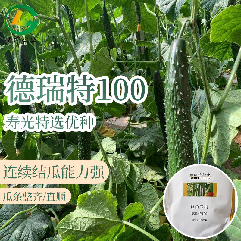 黄瓜种子德瑞特100德瑞特90德瑞特82德瑞特891原装产量高秋冬茬