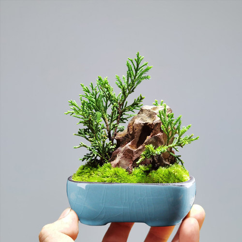 百搭各种小绿植陶瓷古典满10包邮