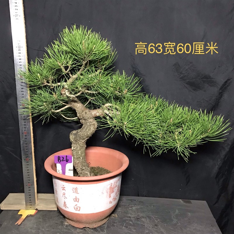 黑松短针暴皮老盆精品练手素材苗矮霸新品盆栽盆景籽提根阳台绿植