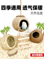 Птичье гнездо гнездо гнездо попугай