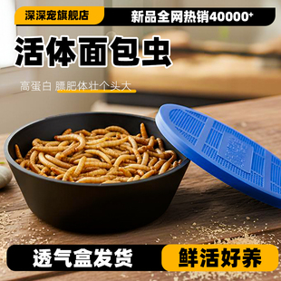 面包虫活虫黄粉虫活体仓鼠蜘蛛蝎子乌龟守宫角蛙画眉鸟食活饵饲料