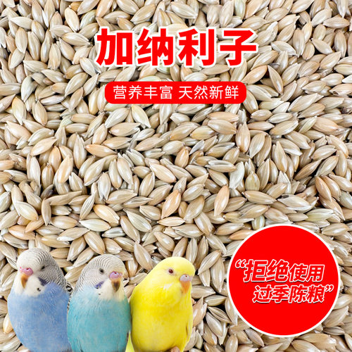 深深宠营养丰富当季新粮鸟儿爱吃