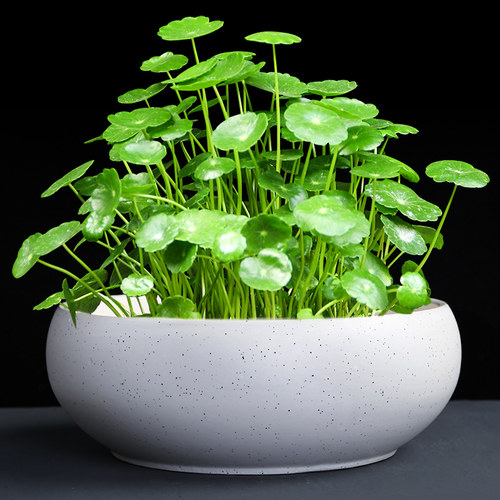 金钱草无孔陶瓷清仓多肉水培花盆