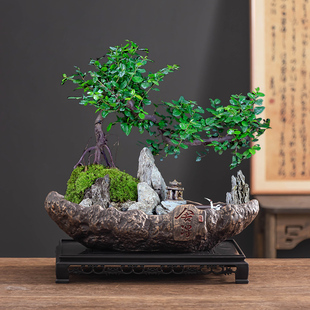 禅意舍得福建茶盆景花盆大口径船型六月雪造景陶瓷有孔盆器带托盘