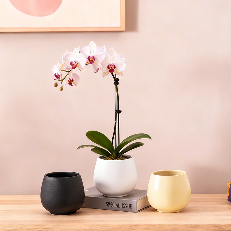 蝴蝶兰花盆专用种植盆栽中式简约创意家居办公玄关桌面盆景盆装饰,鲜花速递/花卉仿真/绿植园艺,花盆,淘宝优惠券,粉丝福利购,淘宝优惠卷