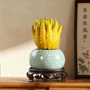 佛手柑托盘陶瓷花盆中式 佛手果水培器皿专用柑香橼佛手摆放盘供盘