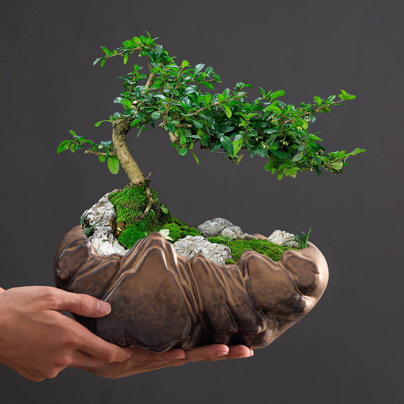 粗陶瓷福建茶盆景花盆陶瓷造景小叶紫檀微景观有孔大号家用摆件