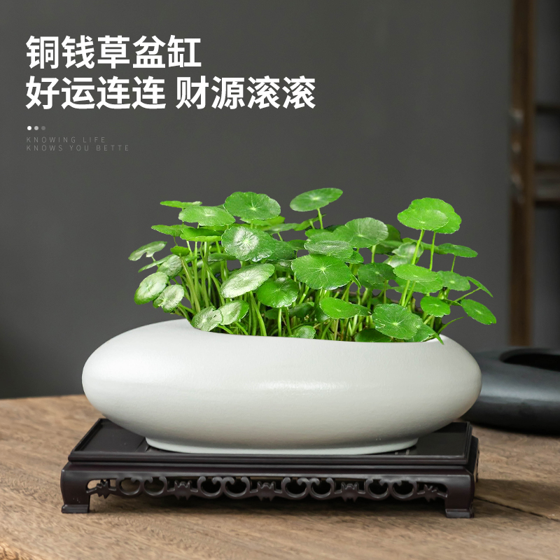 铜钱草专用水培花盆陶瓷大号无孔金钱草水养绿植摆件黑白椭圆带拖