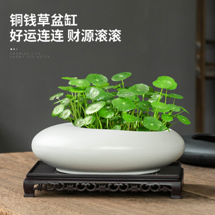 铜钱草专用水培花盆陶瓷大号无孔金钱草水养绿植摆件黑白椭圆带拖