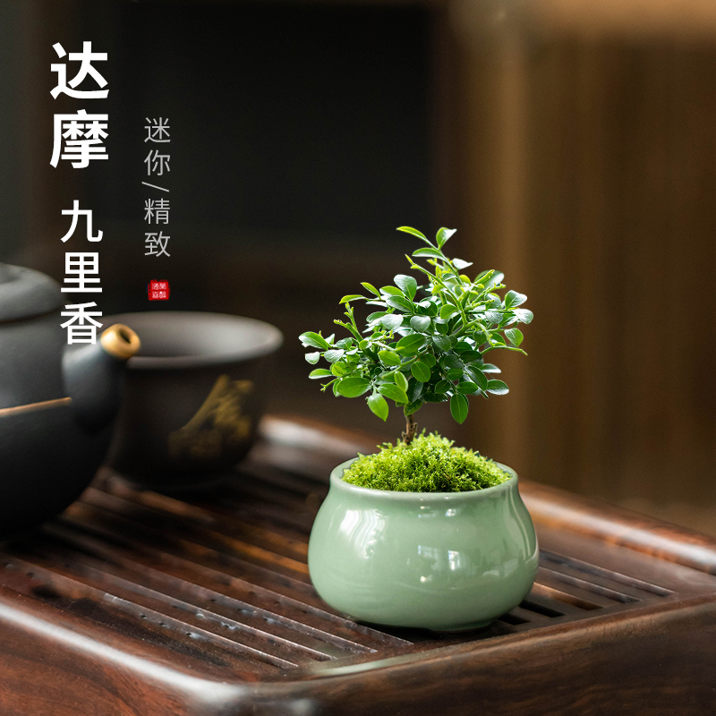 中式微景观达摩九里香花器陶瓷