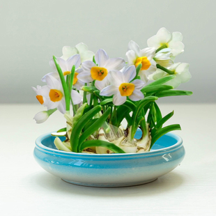 水仙花盆陶瓷水培器皿春节室内水养雕刻水仙花卉专用绿植盆小摆件