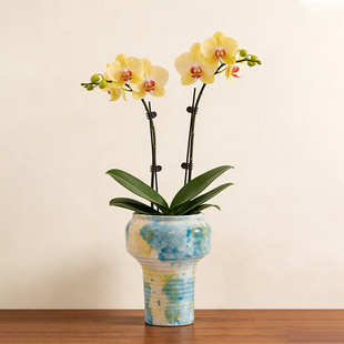 花盆陶瓷蝴蝶兰专用盆冰裂釉家用轻奢高级绿植盆桌面装饰家居摆件