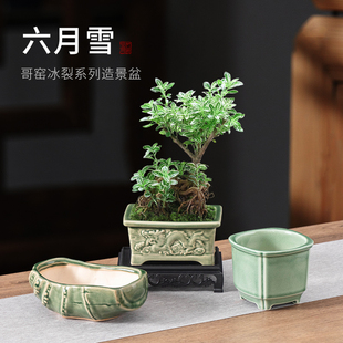 陶瓷花盆六月雪专用花盆创意冰裂纹绿植花器客厅茶室福建茶摆件盆