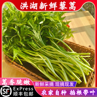 现摘藜蒿新鲜芦蒿野生洪湖泥蒿篱蒿湖北特产泥耗黎耗时令蔬菜包邮