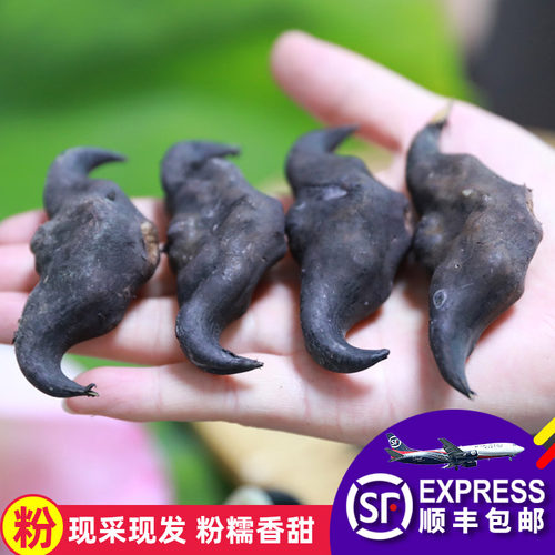 洪湖新鲜老菱角粉糯香甜
