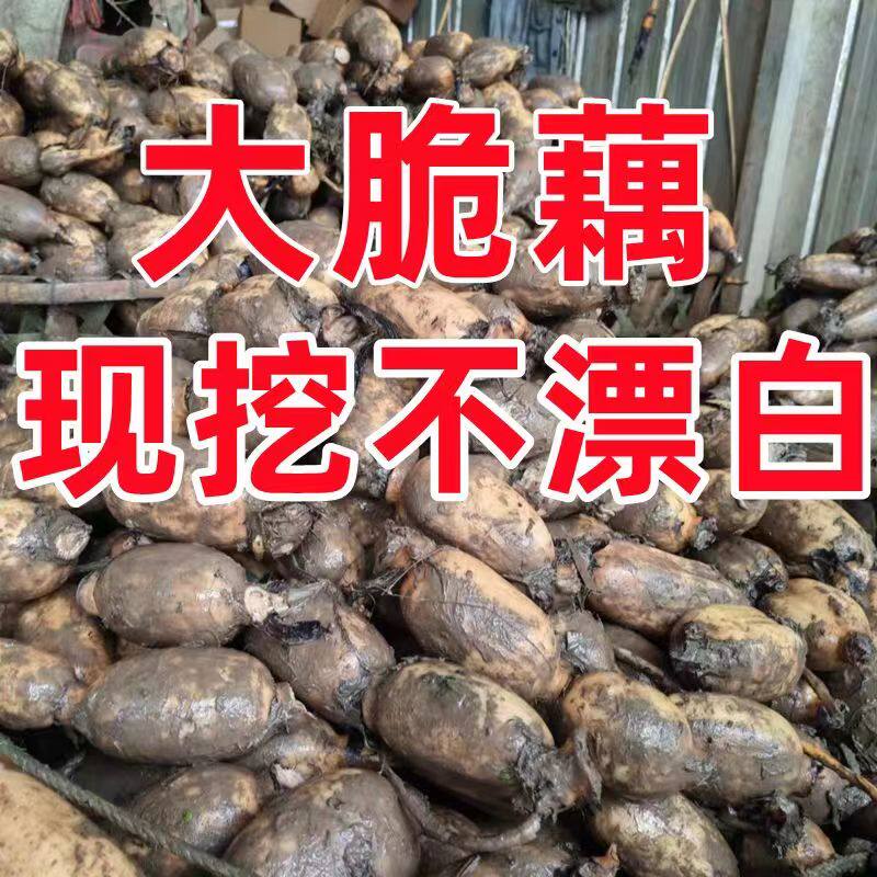 新鲜莲藕现挖带泥菜藕脆藕鲜藕莲藕炒食藕糖藕卤藕