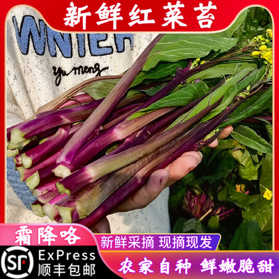 洪湖红菜苔新鲜现摘湖北红菜薹嫩菜心紫菜苔菜苔蔬菜新鲜红菜苔