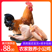 发2只童子鸡农家散养土鸡新鲜三黄鸡整只客户专拍链接不零售