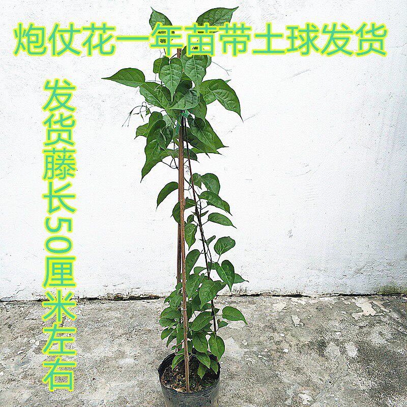 炮仗花苗带土带叶发货