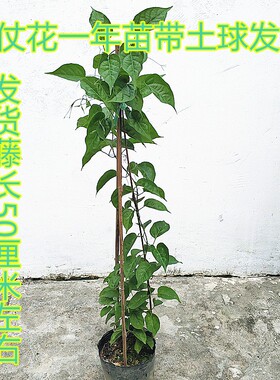 炮仗花苗带土带叶阳台庭院室外植物花卉爬藤黄金珊瑚爆仗花盆栽苗