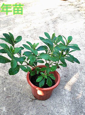 蓝蝴蝶花苗带土蓝色花阳台庭院室户外植物花卉紫蝴蝶花蝴蝶树苗