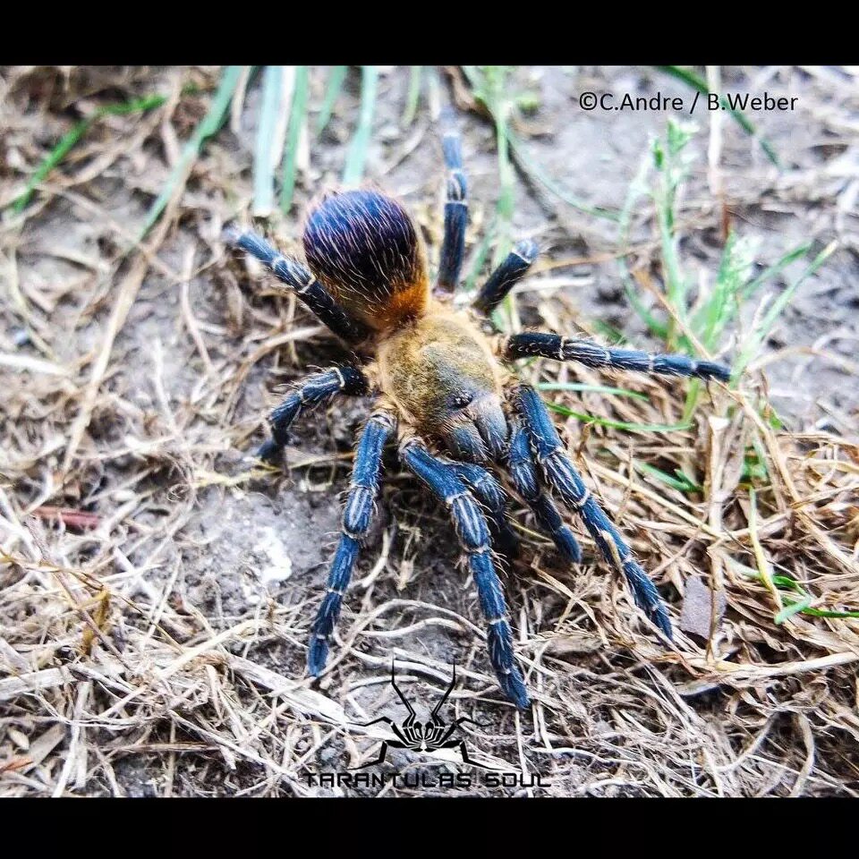 骨灰级高端品种哥伦比亚蓝腿火焰捕鸟蛛幼体宠物活体南美pxt蜘蛛