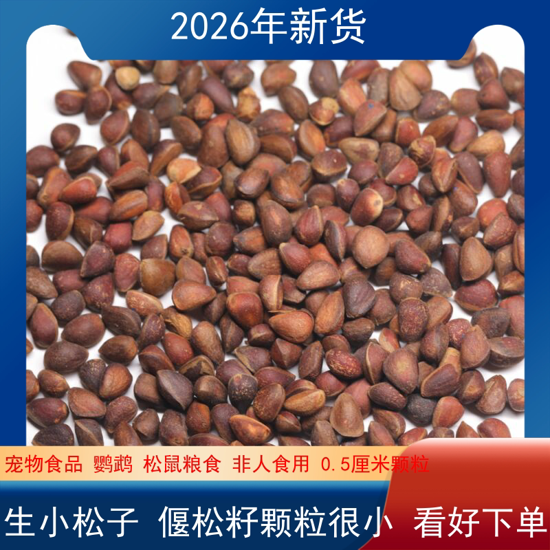 野生新货子主粮小松籽图片