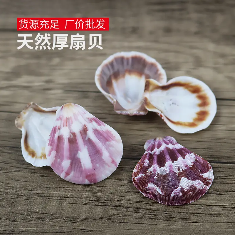 3-5厘米白色厚扇贝鱼缸造景地台