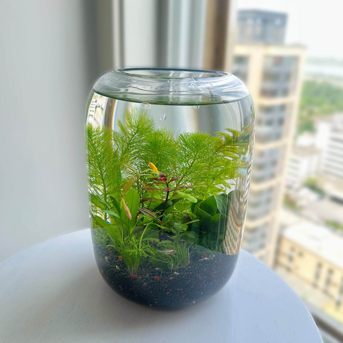 生态瓶微景观鱼小型小鱼缸桌面造景观赏鱼虾diy创意礼物生态鱼缸