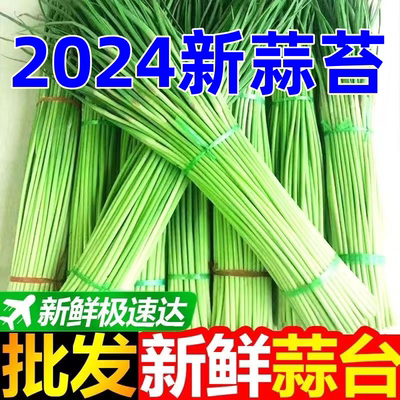 24年现摘现发新鲜蒜苔当季蔬菜5斤农家大蒜薹蒜毫蒜台青蒜苗批发