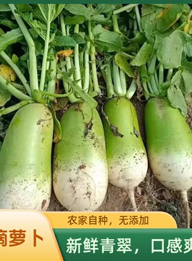直播专属 青萝卜新鲜批发价河南青头萝卜生吃萝卜脆泡菜萝卜干等