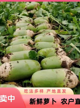 青萝卜新鲜批发价河南青头萝卜老品种生吃水果萝卜脆泡菜萝卜干等