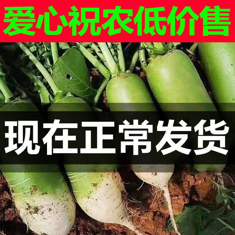 青萝卜新鲜批发价河南青头萝卜老品种生吃水果萝卜脆泡菜萝卜干等,水产肉类/新鲜蔬果/熟食,萝卜/胡萝卜,淘宝优惠券,粉丝福利购,淘宝优惠卷