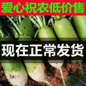 青萝卜新鲜批发价河南青头萝卜老品种生吃水果萝卜脆泡菜萝卜干等
