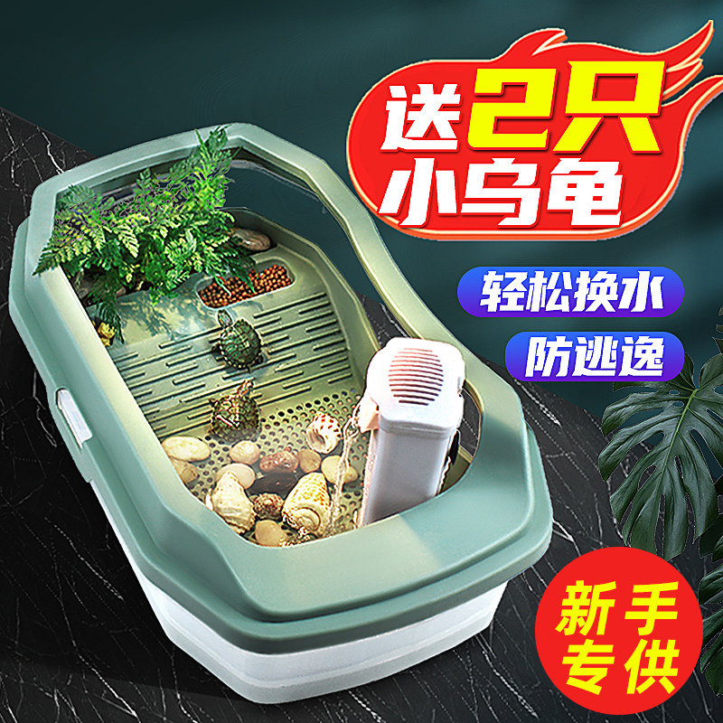 小孩子可以能养的宠物小动物活物好养活幼儿园观察小乌龟活体礼物