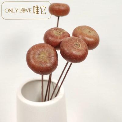 新款直销松果干花 天然干花干果橡果莲蓬乾燥花北欧居家装饰摆件