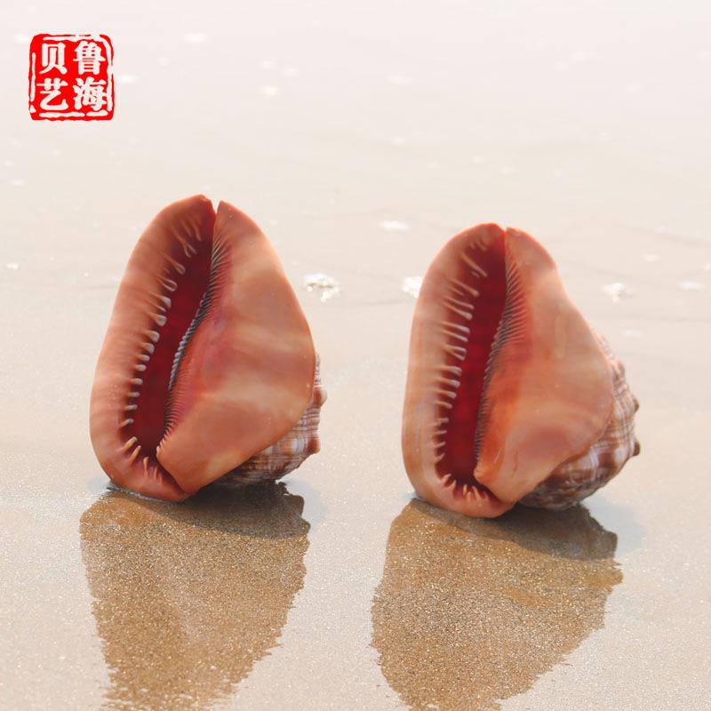 新款直销鲁海供应海螺贝壳工艺品大万宝螺摆件发财螺四大名螺