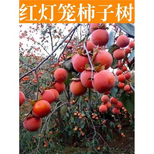红灯笼柿子苗树南北方种