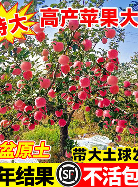 苹 果树苗盆栽南方北方种植地栽冰糖心苹 果苗活苗矮化果树当年结