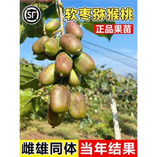 软枣猕猴桃树果苗嫁接徐香黄心红肉果树苗当年结果雌雄同株免授粉