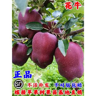 苹果树果苗嫁接甘肃天水花牛苹果树苗特大耐寒美国蛇果粉面苹果苗