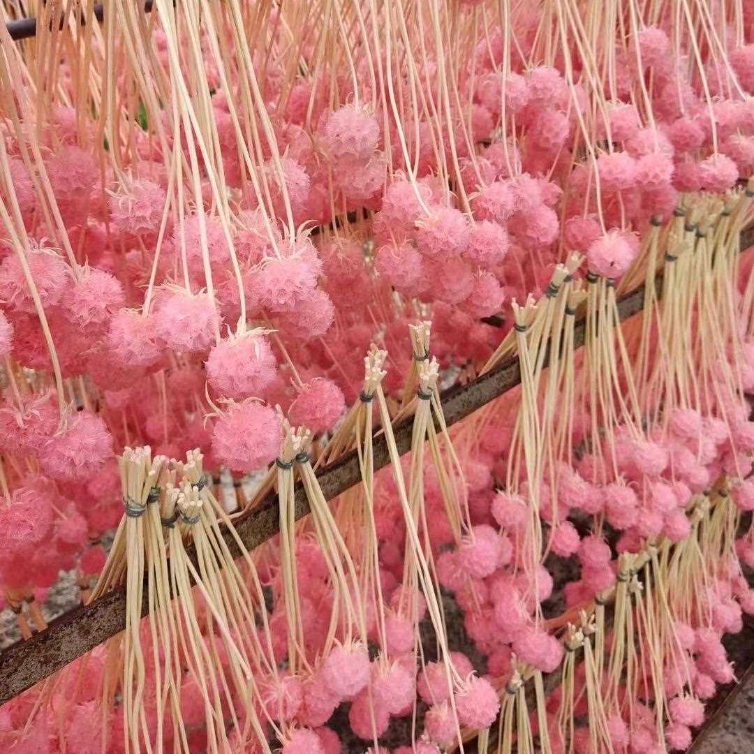 新款直销永生单头风车果 ins干花真花情人节礼物插花配材球形干花