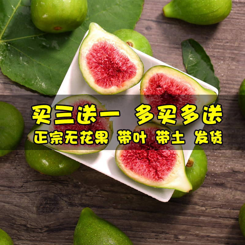 无花果苗 奥斯本红砂糖无花果树苗 南北方种植新品种特大盆地栽|msdalam kategori penghantaran bunga/bunga simulasi/tumbuhan berkebun, 花园植物/行道树/果树, 果树 - dari Buy2taobao.com untuk memberikan perkhidmatan ejen Taobao profesional membeli