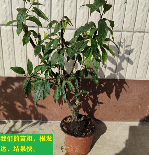 三华李苗正宗银妃三华李树苗