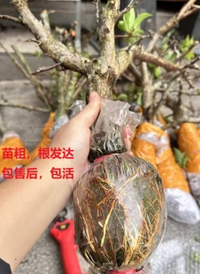 正宗钱排银妃三华李树苗高压苗嫁接苗圈枝苗盆栽树苗红心李苗包邮