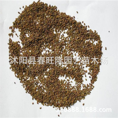 基地直销紫云英种子 紫云英牧草种籽 喂牛马羊鹅鱼饲料红花草种子